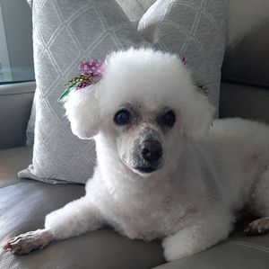 Meet your Posher, Heidi